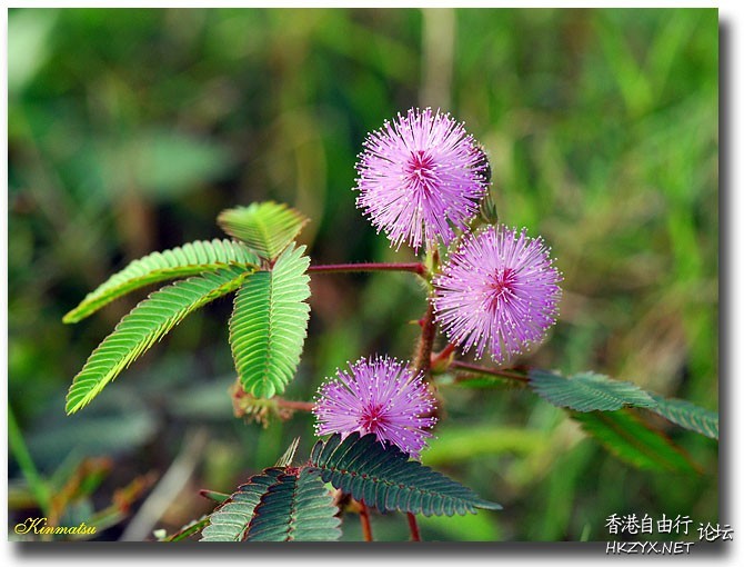含羞草的栽培繁殖  生活竅门