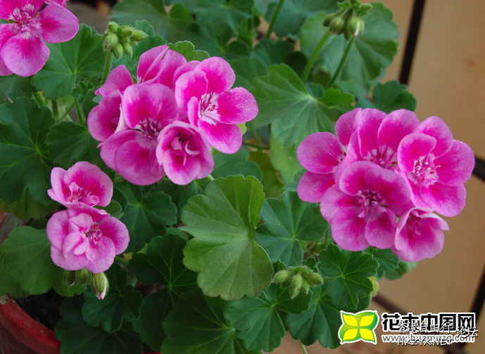 天竺葵的养护方法  生活竅门