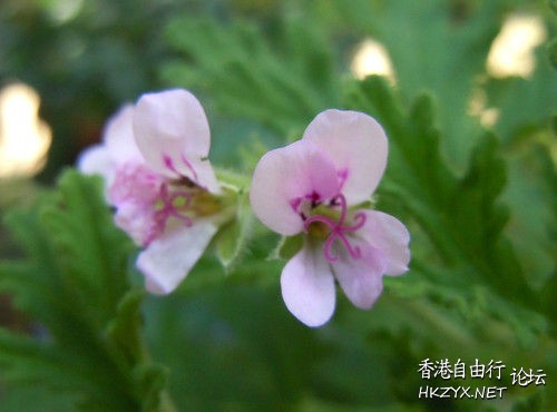 天竺葵的养护方法  生活竅门