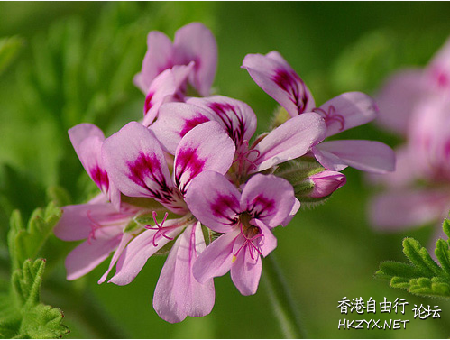 天竺葵的养护方法  生活竅门