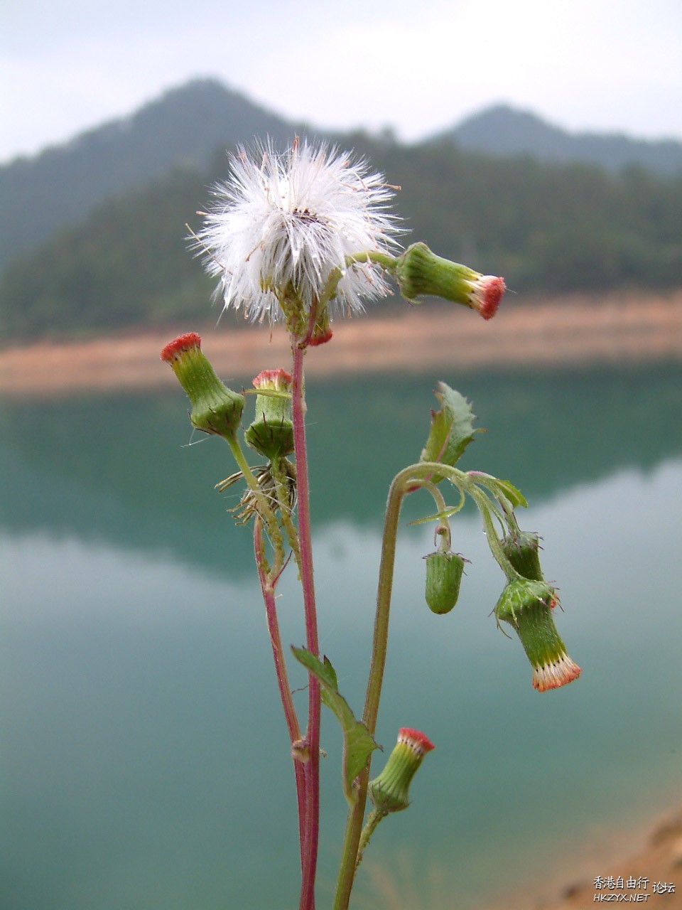路邊野花難不採  Flowers花卉