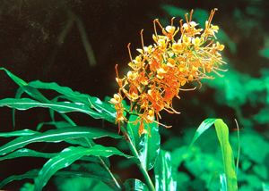 路邊野花難不採  Flowers花卉