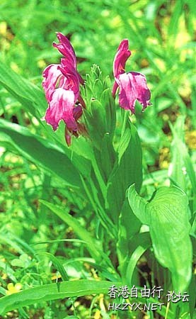 路邊野花難不採  Flowers花卉