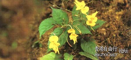 路邊野花難不採  Flowers花卉