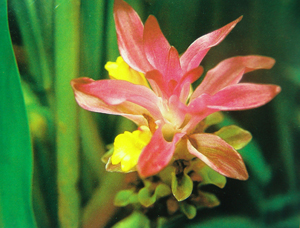 路邊野花難不採  Flowers花卉