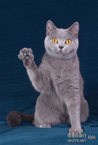 猫为什么不爱喝猫碗里的水？  寵物護理