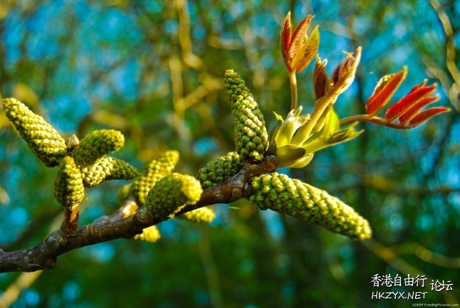Spring flowers  Photography 攝影特區