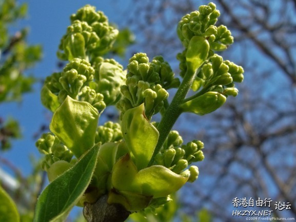 Spring flowers  Photography 攝影特區