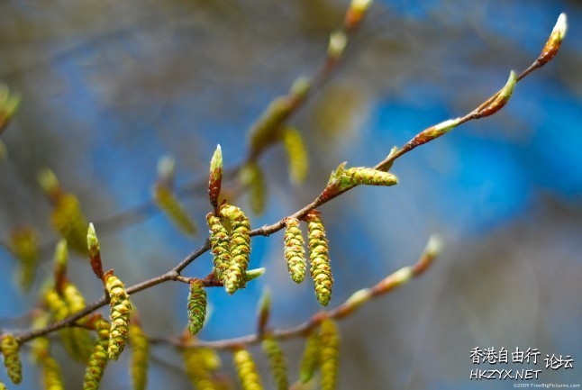 Spring flowers  Photography 攝影特區