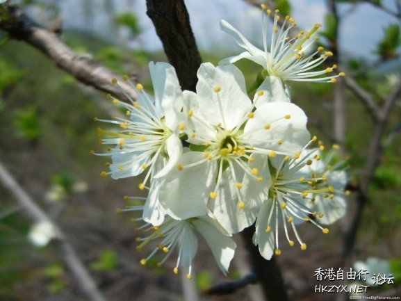 Spring flowers  Photography 攝影特區