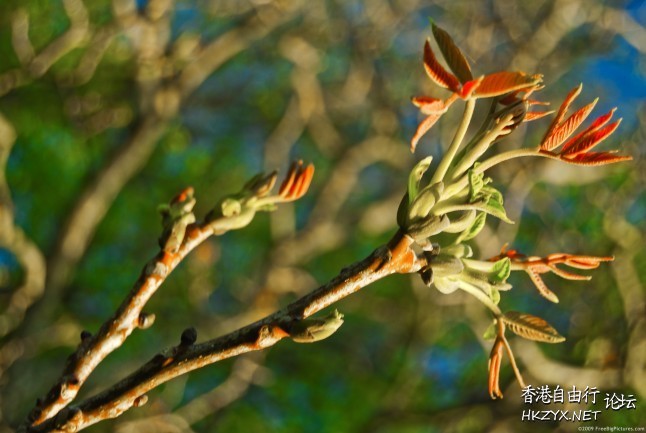 Spring flowers  Photography 攝影特區