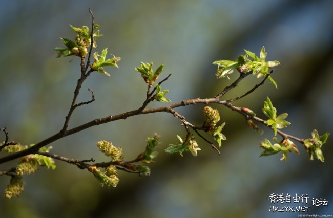 Spring flowers  Photography 攝影特區