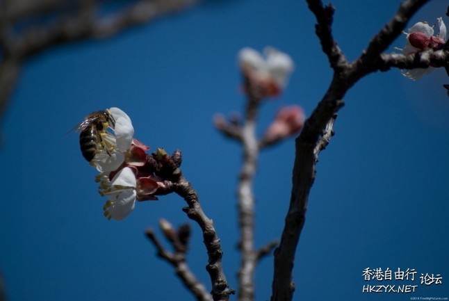 Spring flowers  Photography 攝影特區