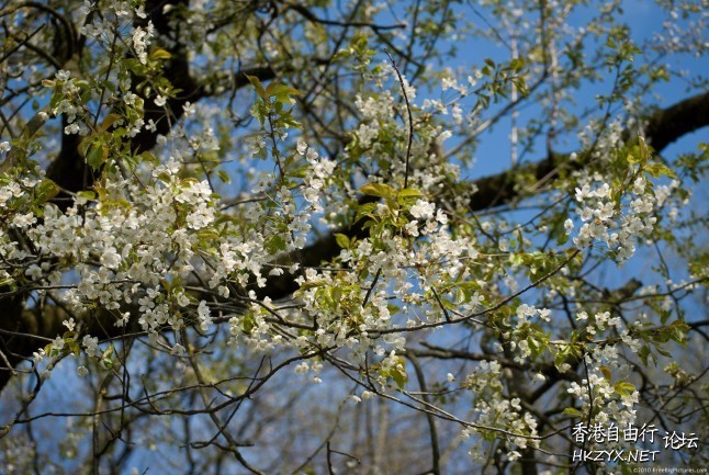 Spring flowers  Photography 攝影特區