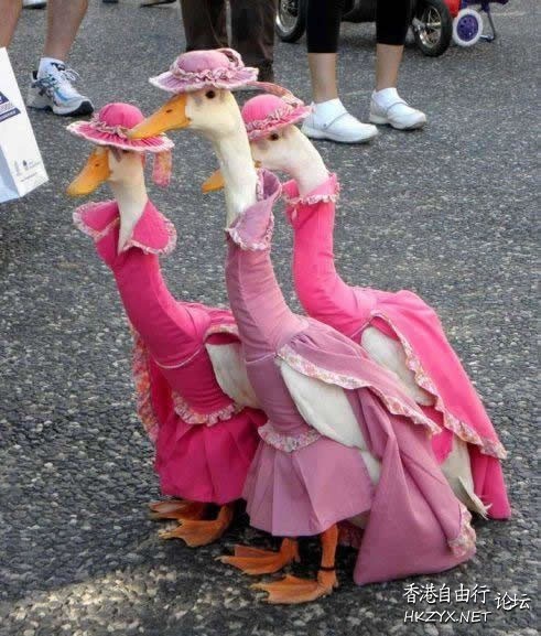 Ducks in Pink Dresses  Photography 攝影特區
