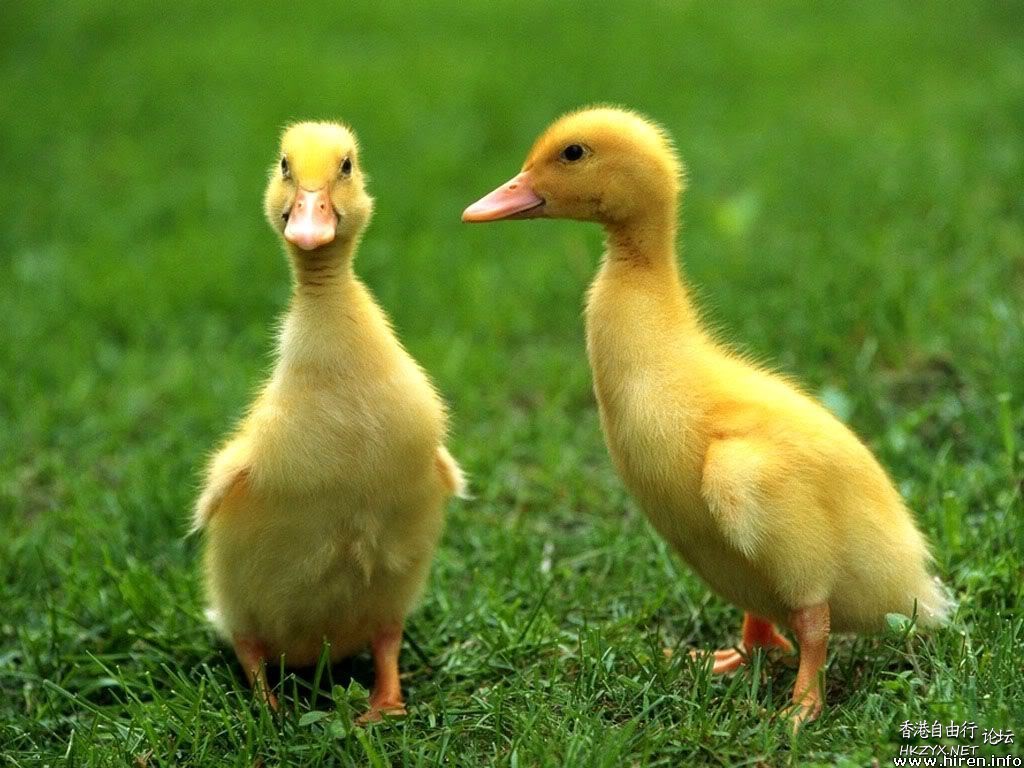 Ducks in Pink Dresses  Photography 攝影特區