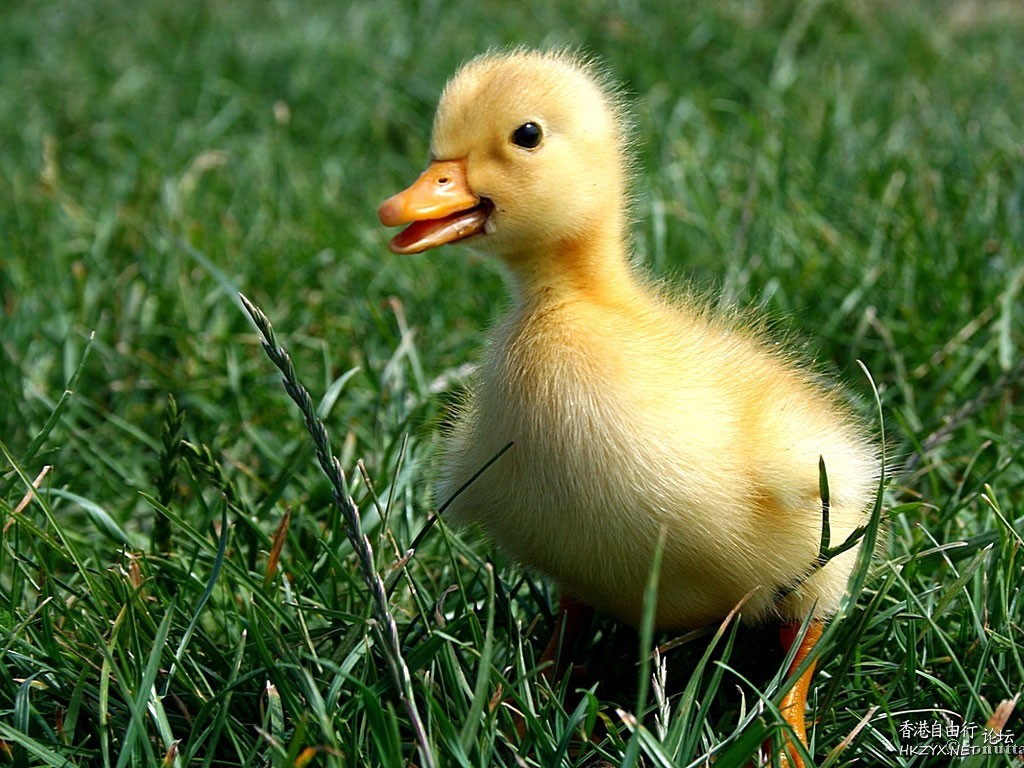 Ducks in Pink Dresses  Photography 攝影特區