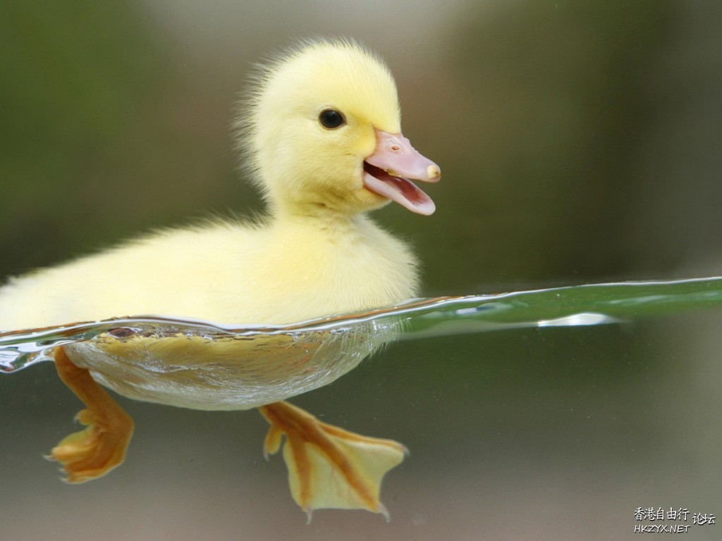Ducks in Pink Dresses  Photography 攝影特區