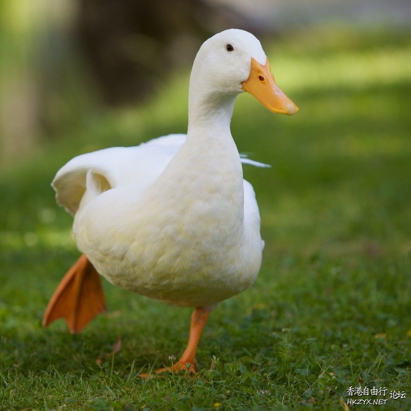 Ducks in Pink Dresses  Photography 攝影特區