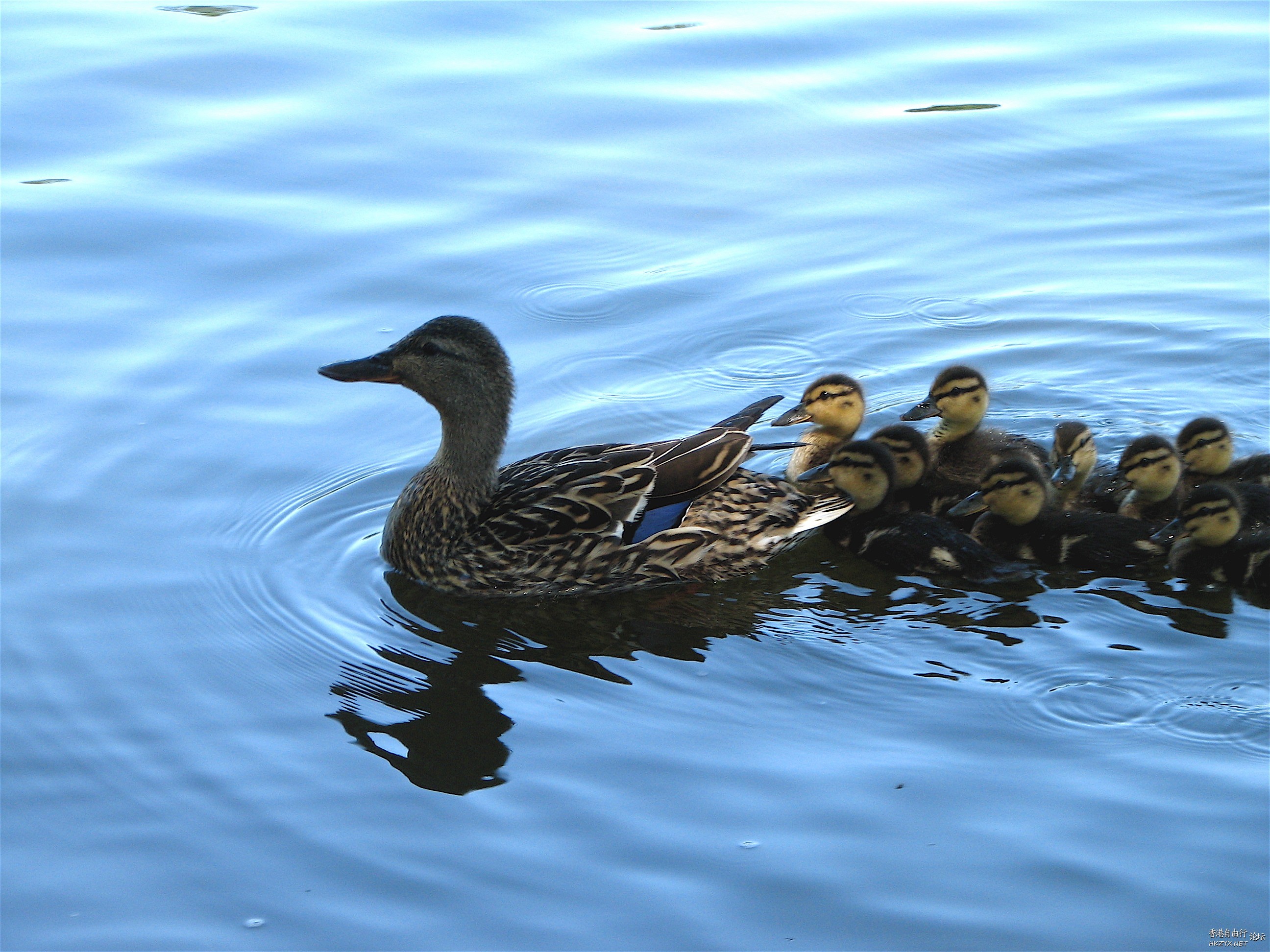 Ducks in Pink Dresses  Photography 攝影特區