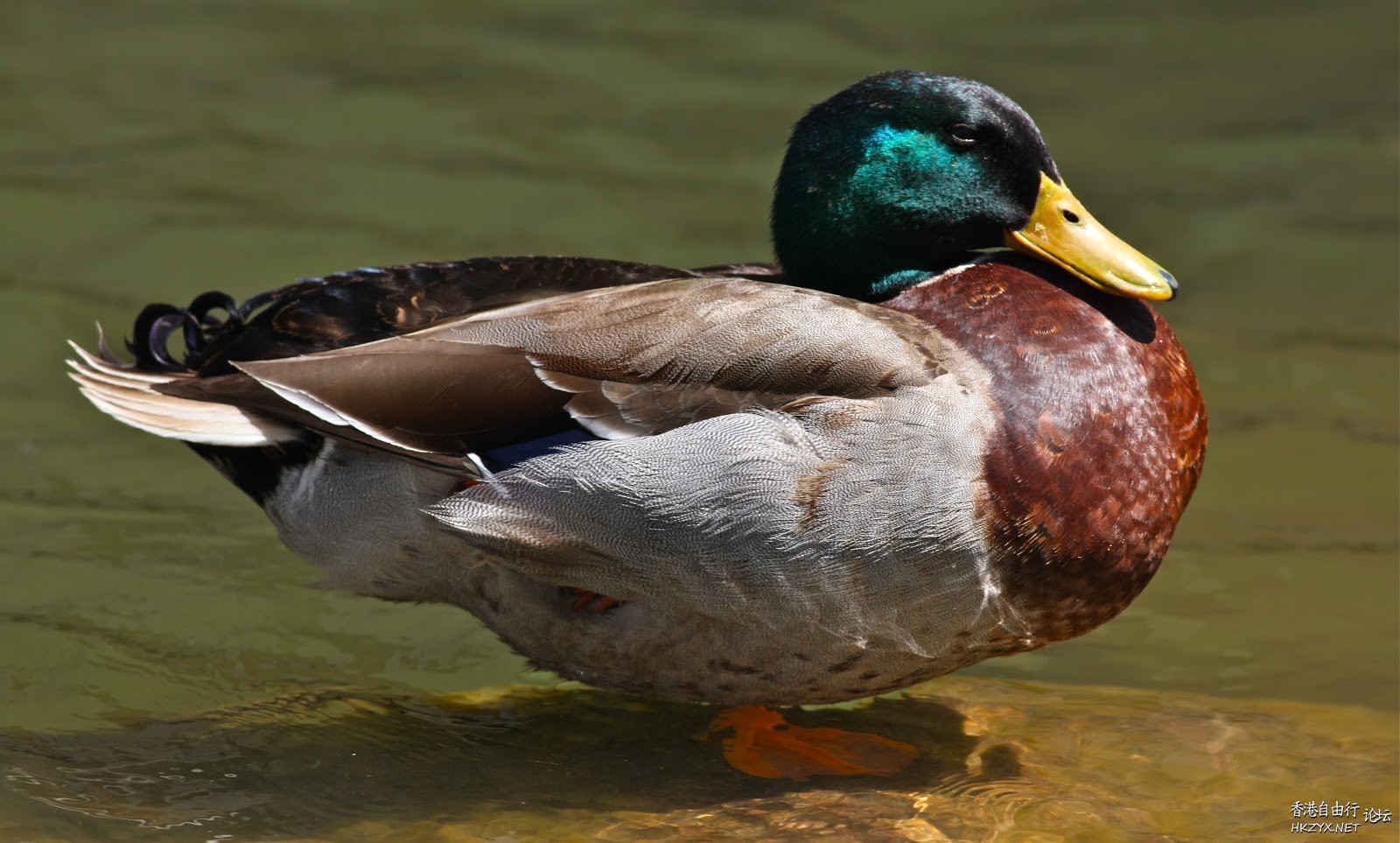 Ducks in Pink Dresses  Photography 攝影特區