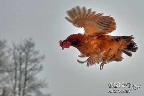   Photography 攝影特區