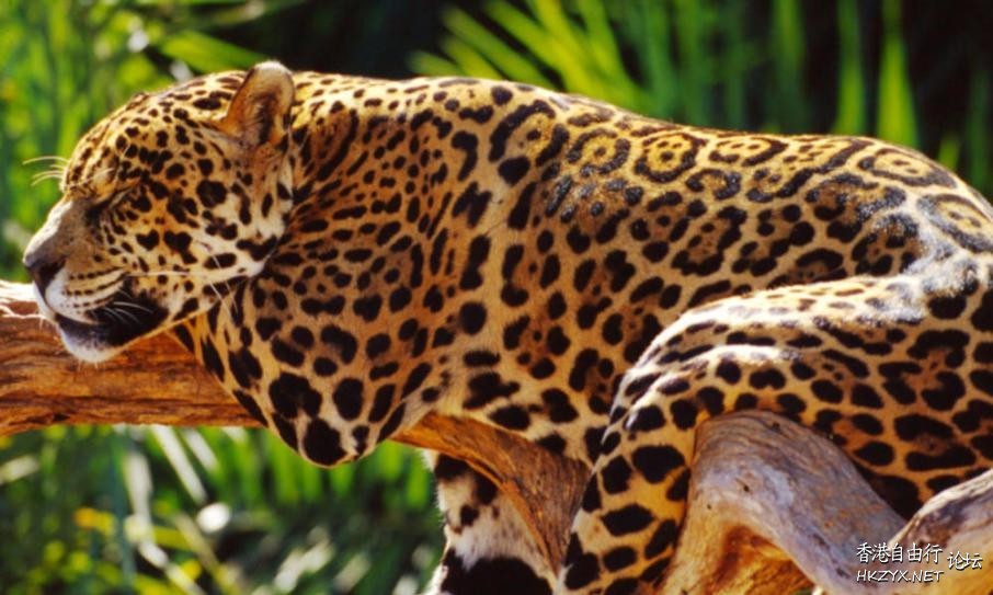   Wild animal 野生動物