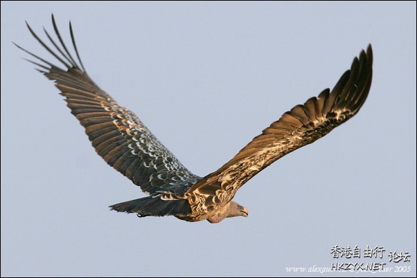   Birds 飛烏