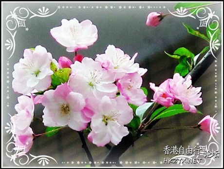 鳥語花香  Photography 攝影特區