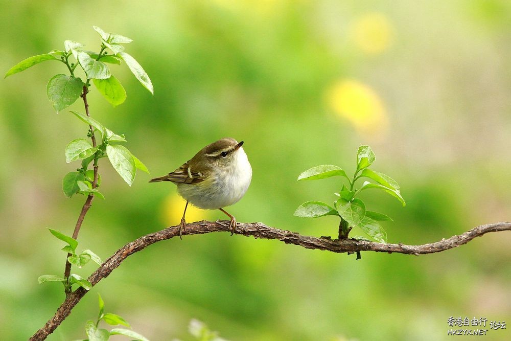 鳥語花香  Photography 攝影特區