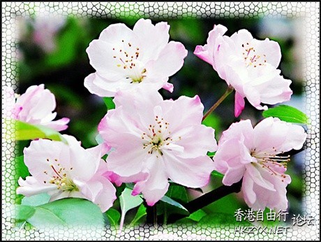 鳥語花香  Photography 攝影特區
