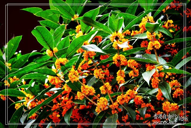 鳥語花香  Photography 攝影特區
