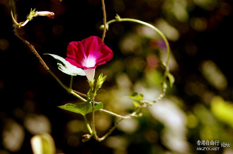 鳥語花香  Photography 攝影特區