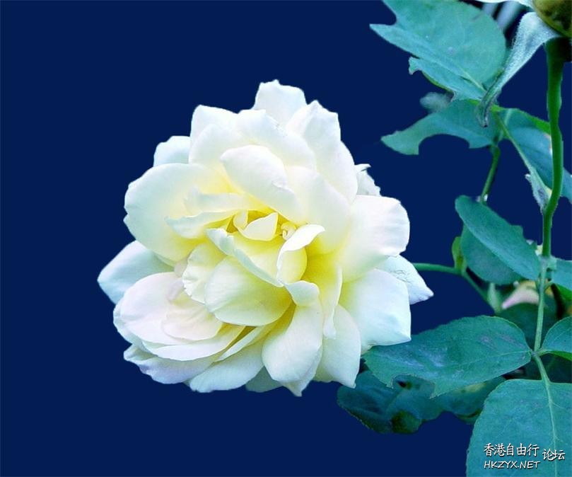 鳥語花香  Photography 攝影特區