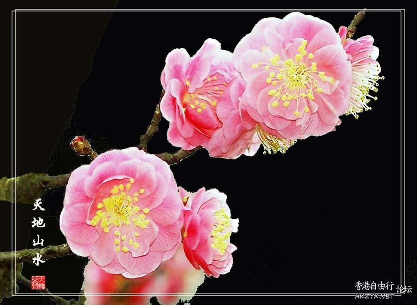 鳥語花香  Photography 攝影特區