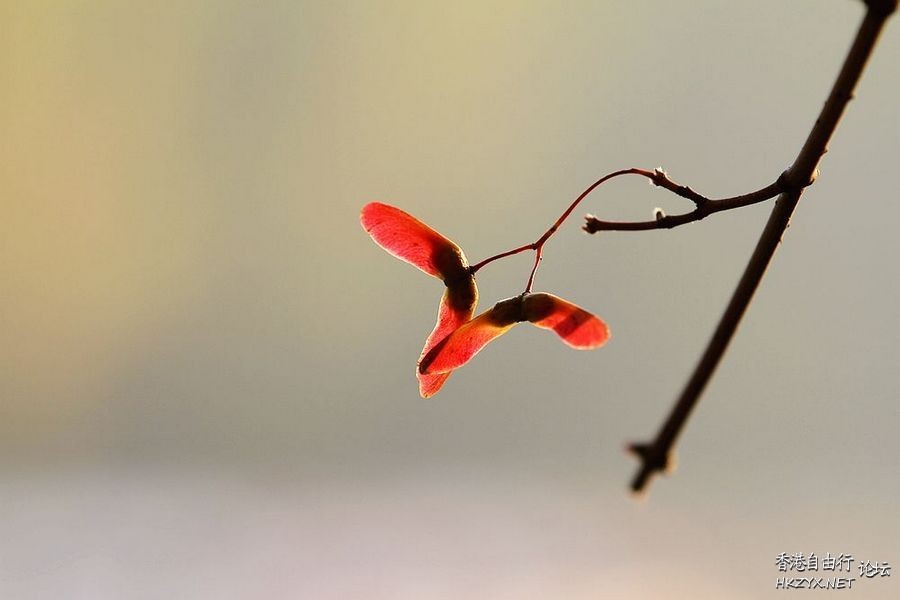 鳥語花香  Photography 攝影特區