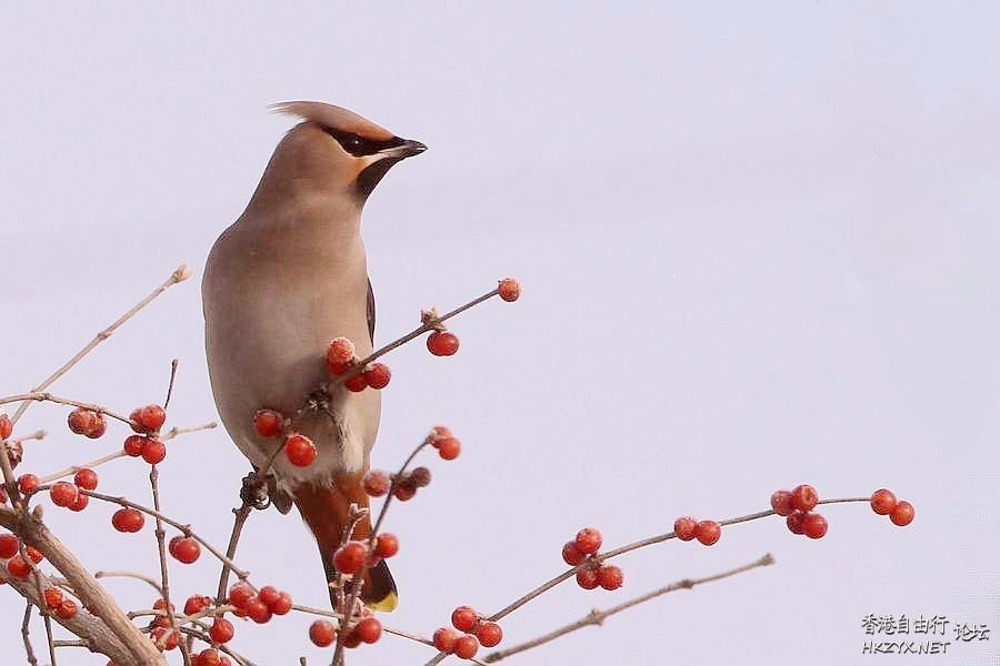 鳥語花香  Photography 攝影特區