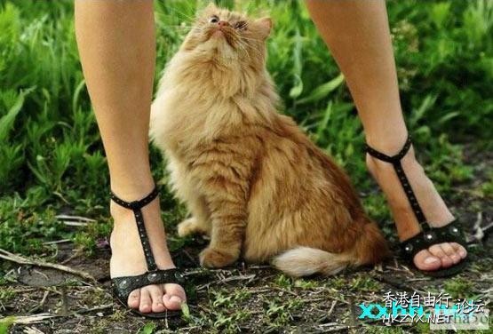   Pets 寵物護理 +紀念堂