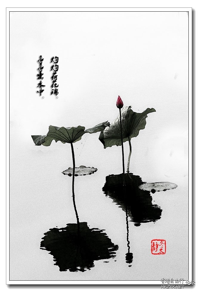 你未見過的灼灼荷花  Flowers花卉