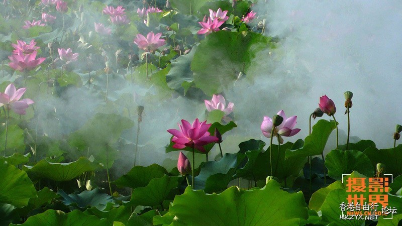 你未見過的灼灼荷花  Flowers花卉