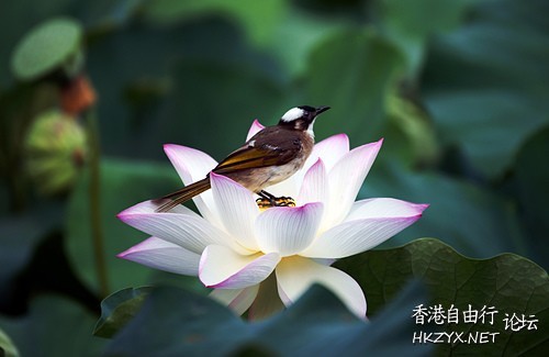   Birds 飛烏