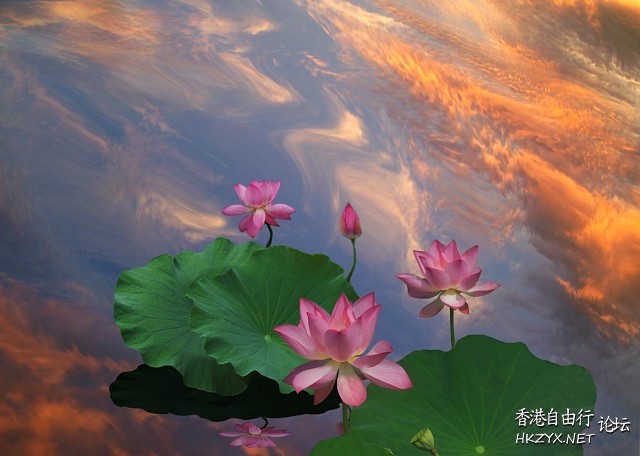   Photography 攝影特區