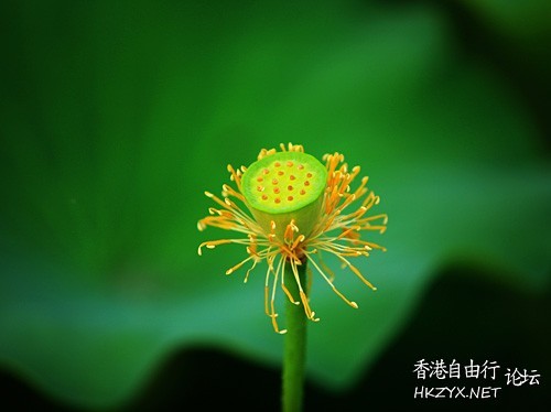 你未見過的灼灼荷花  Flowers花卉