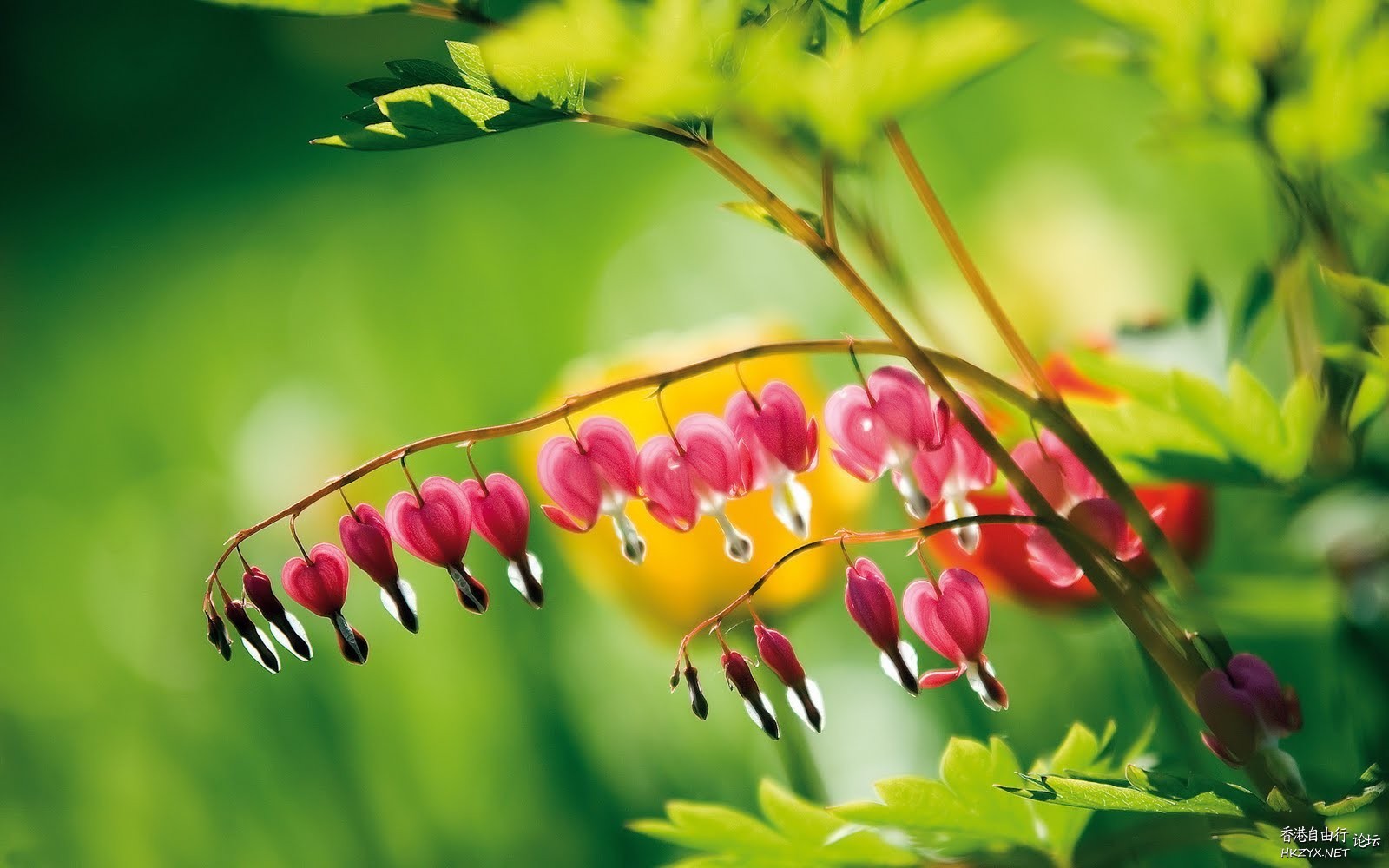 路邊野花難不採  Flowers花卉