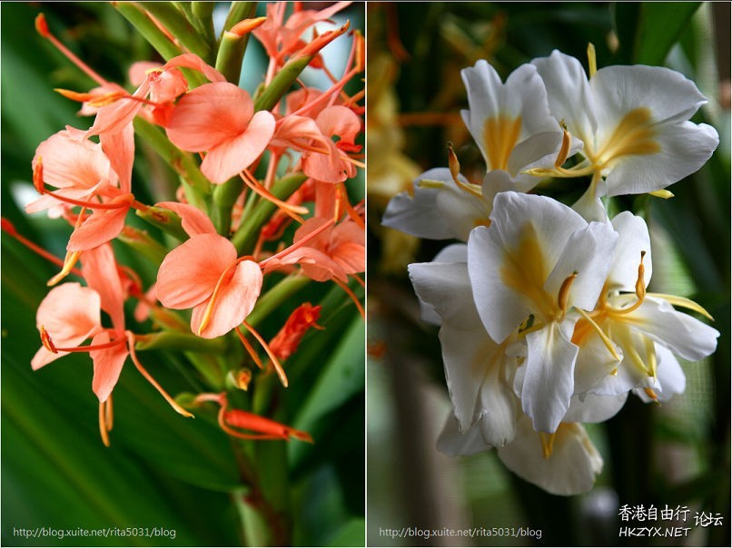 路邊野花難不採  Flowers花卉