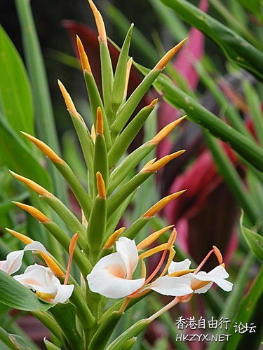 路邊野花難不採  Flowers花卉