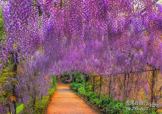 紫藤花美丽写真  Flowers花卉