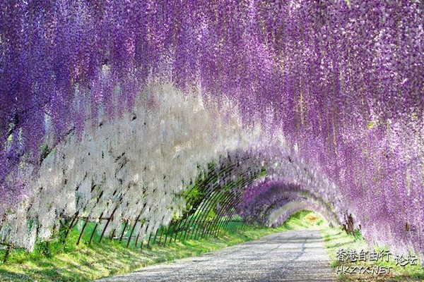 紫藤花美丽写真  Flowers花卉