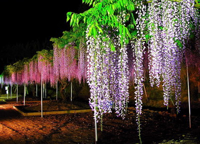   Flowers花卉