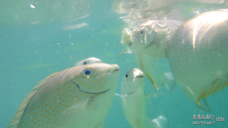 Underwater海底摄影  海洋生態